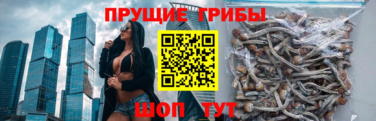 Псилоцибиновые грибы Psilocybe  Галлюциногенные грибы GOLDEN TEACHER  Петропавловск-Камчатский  Вход с VPN 